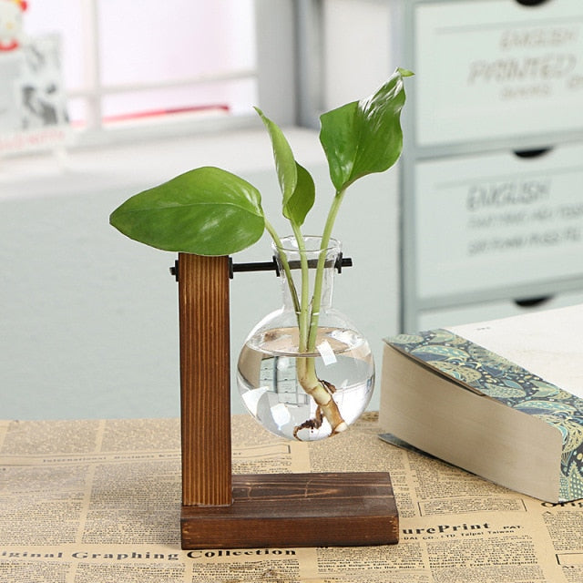 Plant Vases